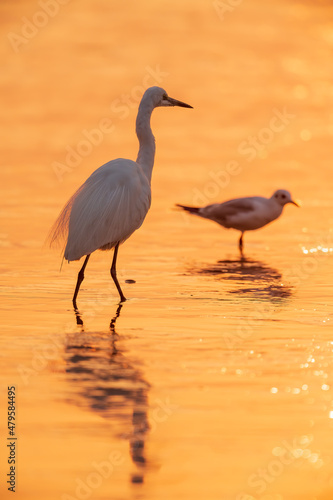 white egrets standing in water in sunrise © imphilip