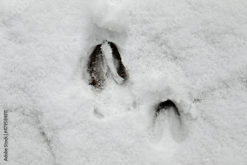 Fährte eines Wildschweins im Schnee