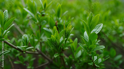 Branches of bush swaying of wind in green spring forest. Calm atmosphere.