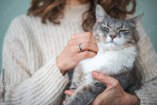 Beautiful fluffy gray cat pet resting relaxing sitting in the arms of the owner girl