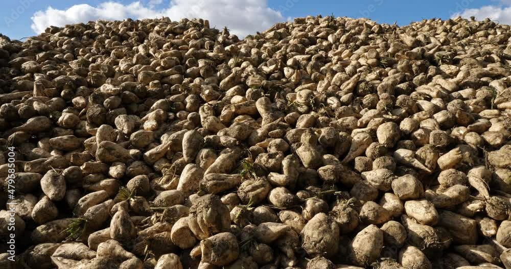 Piles of harvested sugar beets, France Piles of harvested sugar beets, France
