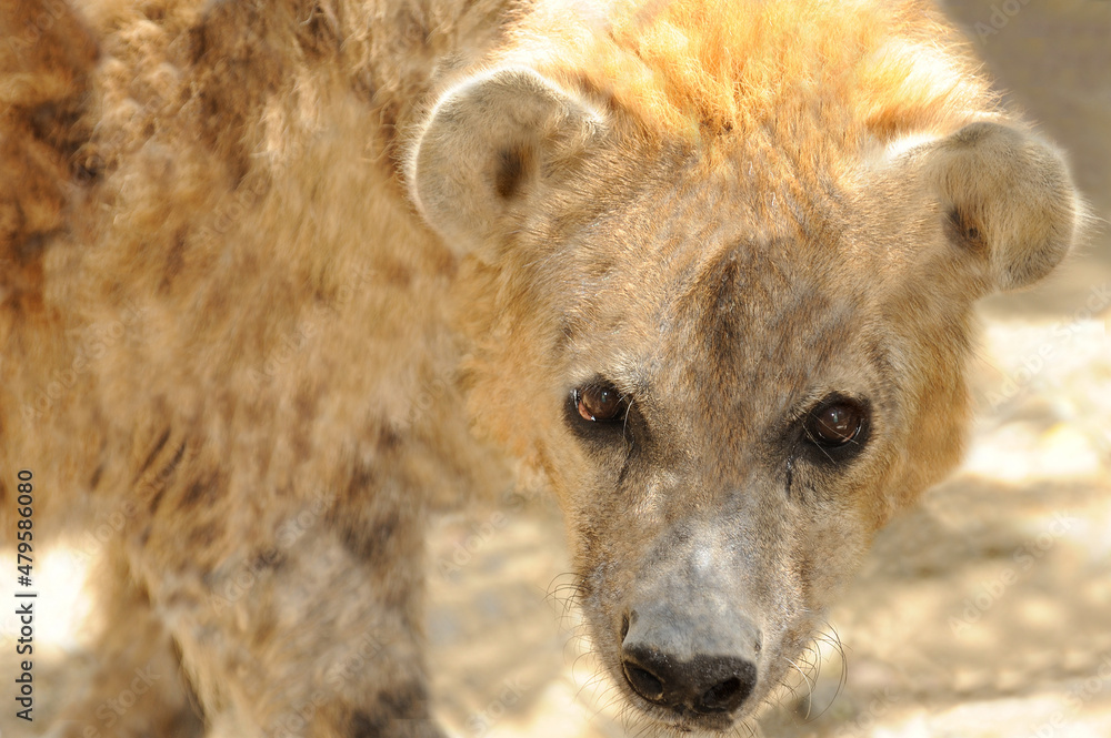 Obraz premium Spotted hyena, Los Padres National Forest, CA, USA