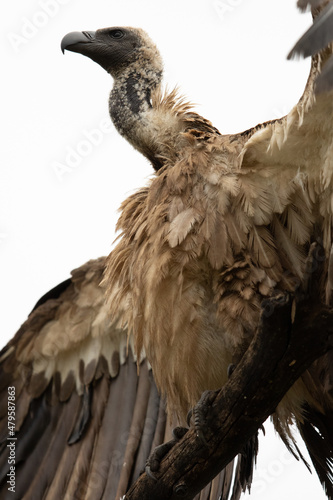African white-backed vulture with wings spread on branch