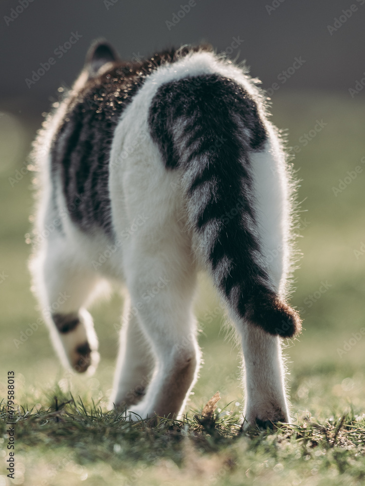 Back view of walking cat.