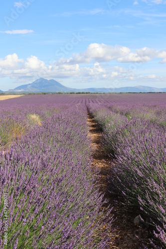 lavender field region © libllul