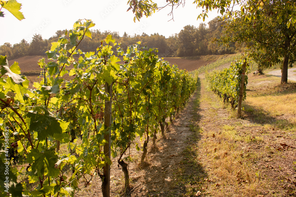 Dolcetto grape vines in Dogliani, Piedmont, Italy