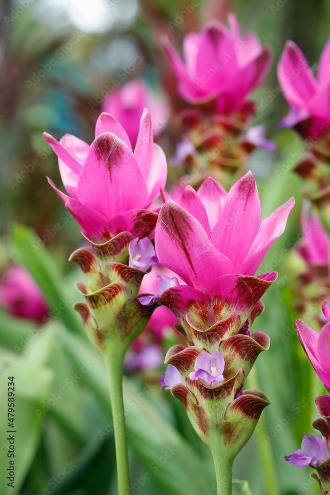 Blossom of pink Siam Tulips in Thailand Blossom of pink Siam Tulips in Thailand