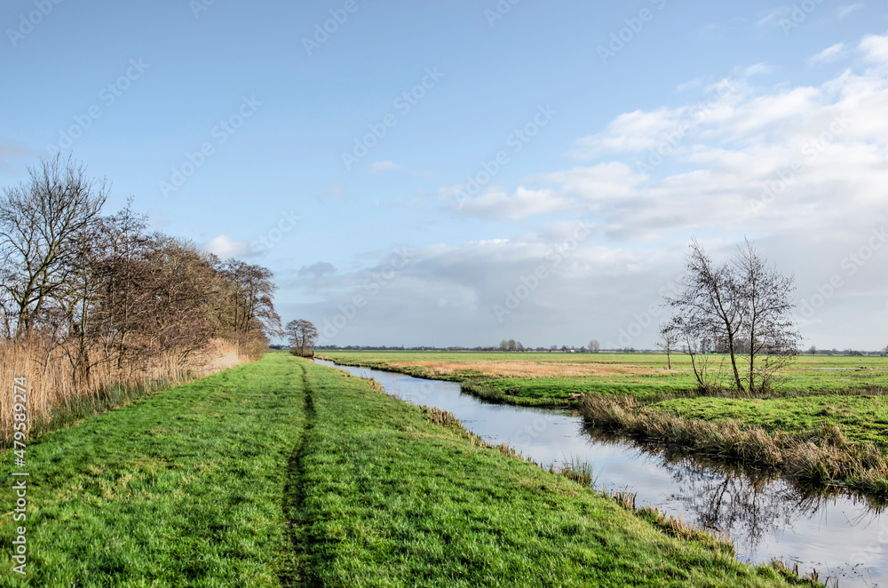 Obraz premium Grassy hiking trail between a ditch and a row of trees, bushes and reeds on a sunny winter day in Krimpenerwaard polder in the Netherlands