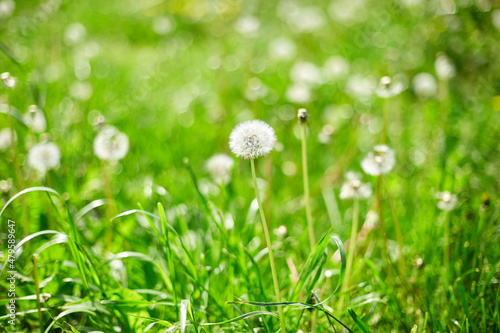 Dandelion field with fluffy dandelion flowers and green meadow grass