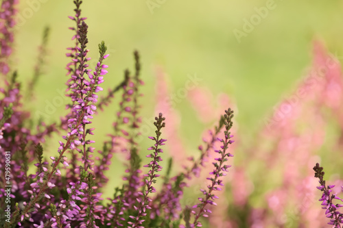 Heather shrub with beautiful flowers outdoors on spring day