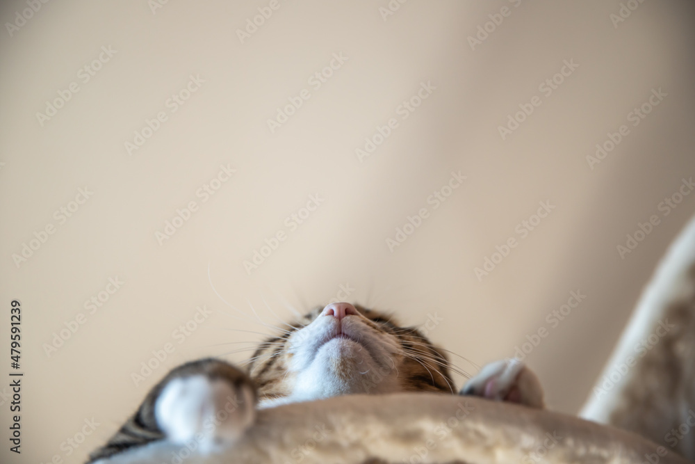 遊ぶ猫 遊ぶ猫