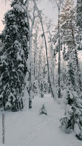 Hiking in a beautiful winter forest. First-person view, walking between snow-covered fir trees. Walking through the winter forest. Trees covered with fresh fluffy snow. Hiking and travel.