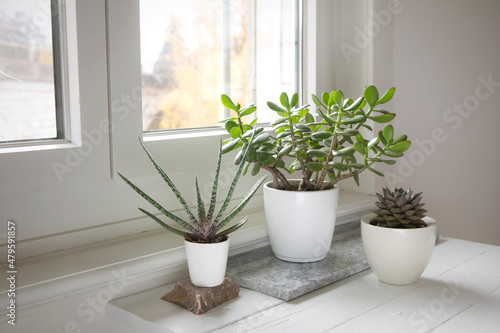 Succulent collection on the table by the window. Set of potted plants in the bright room. Succulent arrangement, modern style, trendy houseplants, home decor.