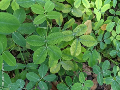 Wallpaper Mural Macro photo of wild green leaf on the park when spring time. the photos is perfect for pamphlet, nature poster, nature promotion and traveler Torontodigital.ca