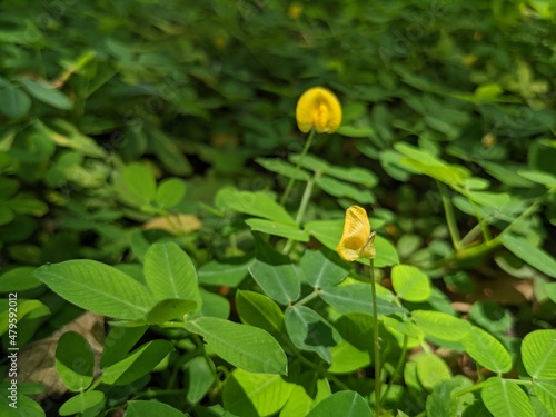 Wallpaper Mural Macro photo of wild green leaf on the park when spring time. the photos is perfect for pamphlet, nature poster, nature promotion and traveler Torontodigital.ca