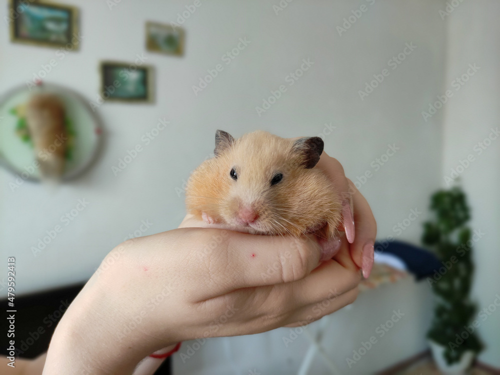 Syrian hamster sits on hand of owner Syrian hamster sits on hand of owner