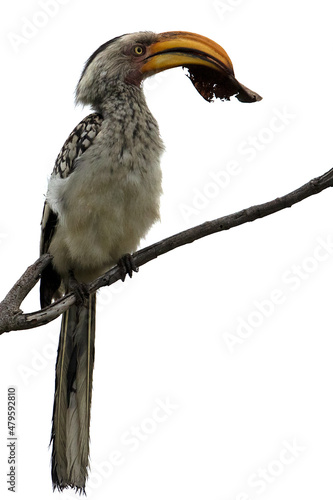 southern yellow billed hornbill on branch with leaf in beak