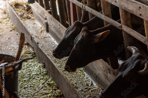 vacas lecheras comiendo en su corral pasto picado