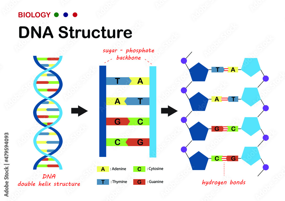 Dna Double Helix Diagram Dna Double Helix Diagram
