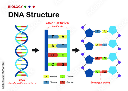 Biological diagram show structure of DNA (deoxyribonucleic acid), the genetic material in living organism photo