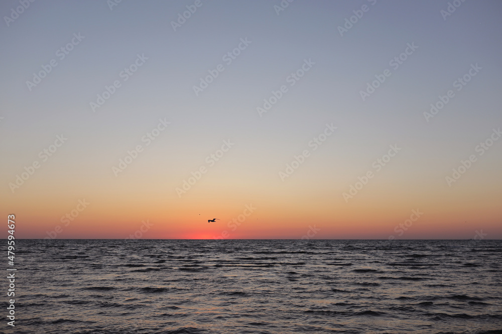 seagulls fly on golden sunset or sunrise at the deep dark ocean. aerial view of sundown and up to the sea. yellow and orange colorful sky. romantic beautiful sky in the spring season.