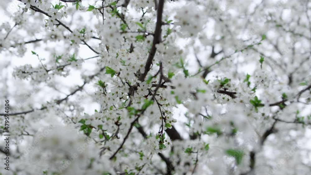 White branches of beauty cherry trees swaying in low view. Calm in nature. White branches of beauty cherry trees swaying in low view. Calm in nature.