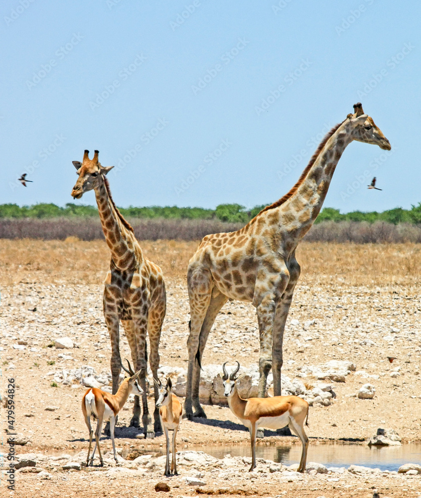 A female giraffe and her sub-adult calf come to drink at one of Etosha National Park's waterholes during the dry season in northern Namibia.