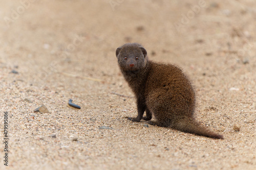 Common dwarf mongoose (Helogale parvula) searching for food in the Kruger National Park in South Africa 