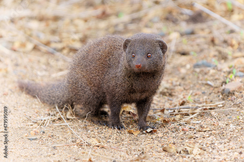 Common dwarf mongoose (Helogale parvula) searching for food in the Kruger National Park in South Africa       photo