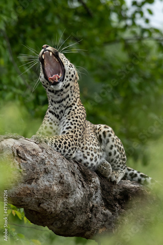 leopard lying on thick tree branch yawning with mouth open and teeth showing