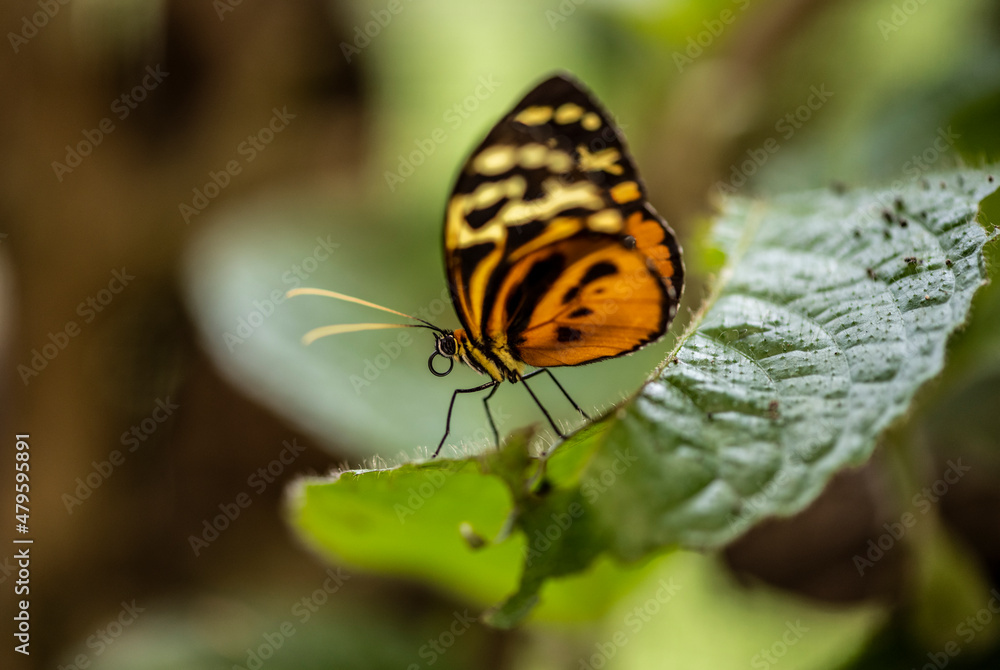 beautiful butterfly of unusual bright color on flowers in vivo beautiful butterfly of unusual bright color on flowers in vivo