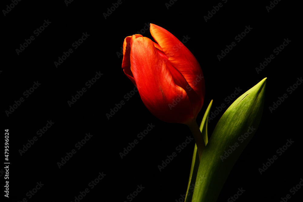 Fototapeta premium Czerwony tulipan. Tapeta na pulpit na życzenia z okazji dzień Kobiet. Piękny kwiat na czarnym tle. Delikatne płatki kłaniające się w jedną stronę. podarunek dla niej, lub dla niego. tło na tekstura