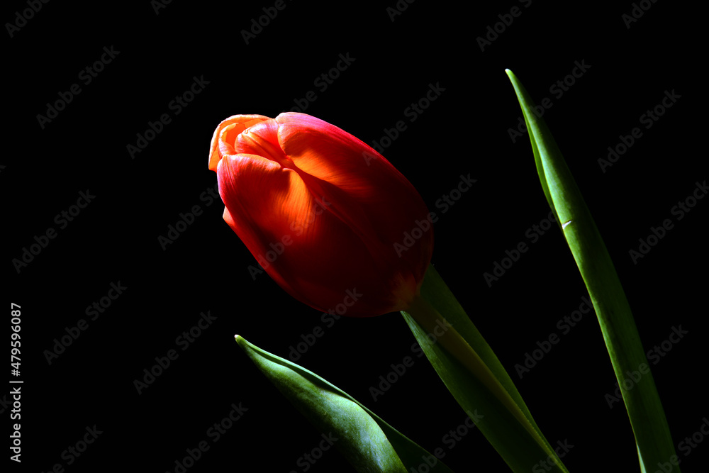 Naklejka premium Czerwony tulipan. Tapeta na pulpit na życzenia z okazji dzień Kobiet. Piękny kwiat na czarnym tle. Delikatne płatki kwiatka kłaniające się w jedną stronę. podarunek dla niej, lub dla niego.