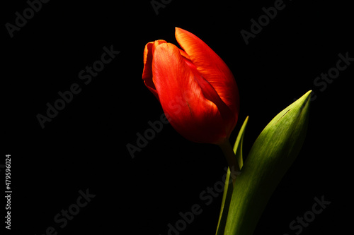 Czerwony tulipan. Tapeta na pulpit na życzenia z okazji dzień Kobiet. Piękny kwiat na czarnym tle. Delikatne płatki kłaniające się w jedną stronę. podarunek dla niej, lub dla niego. tło na tekstura