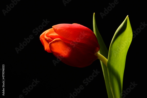 Czerwony tulipan. Tapeta na pulpit na życzenia z okazji dzień Kobiet. Piękny kwiat na czarnym tle. Delikatne płatki kwiatka kłaniające się w jedną stronę. podarunek dla niej, lub dla niego. photo