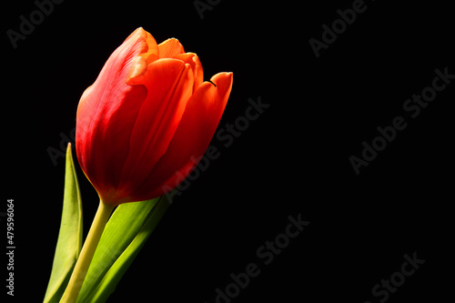 Czerwony tulipan. Tapeta na pulpit na życzenia z okazji dzień Kobiet. Piękny kwiat na czarnym tle. Delikatne płatki kwiatka kłaniające się w jedną stronę. podarunek dla niej, lub dla niego. © fotolowkey