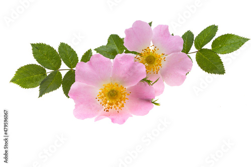 beautiful wild rose flowers isolated
