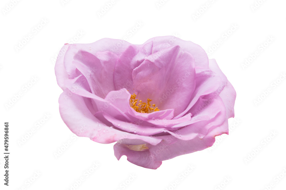 lilac rose isolated
