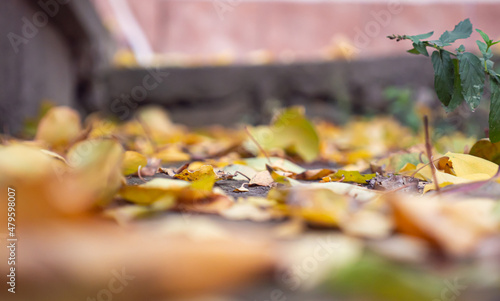 autumn leaves on the ground macro