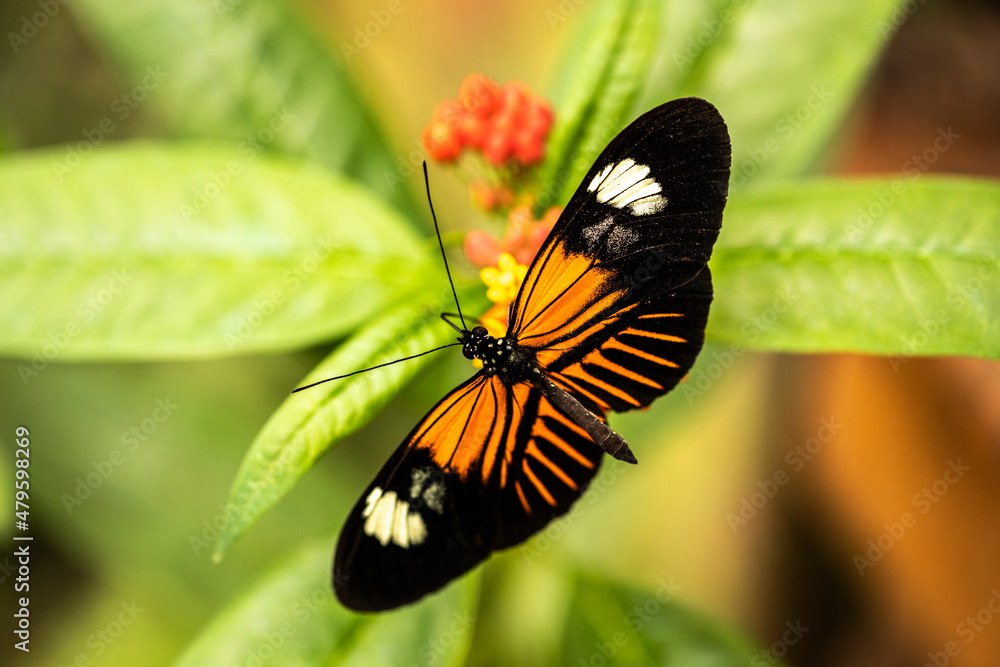 beautiful butterfly of unusual bright color on flowers in vivo beautiful butterfly of unusual bright color on flowers in vivo