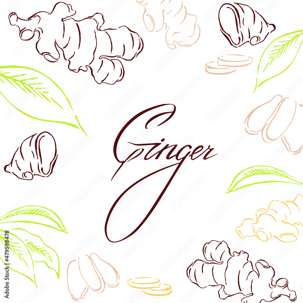 Chopped ginger root, leaves, healthy food. Vector handwork with text, sketch of botanical illustration