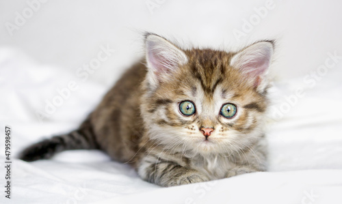 Cute little brown tabby kitten lying on a bed