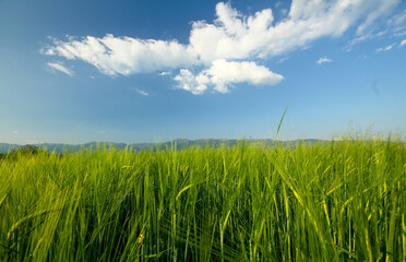 Acrylglasbilder Gras Hohes grünes Gras auf Feld  © aleksandar nakovski