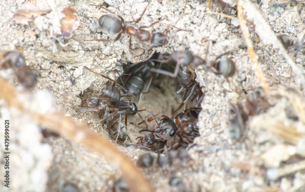 Group of ants on the ground