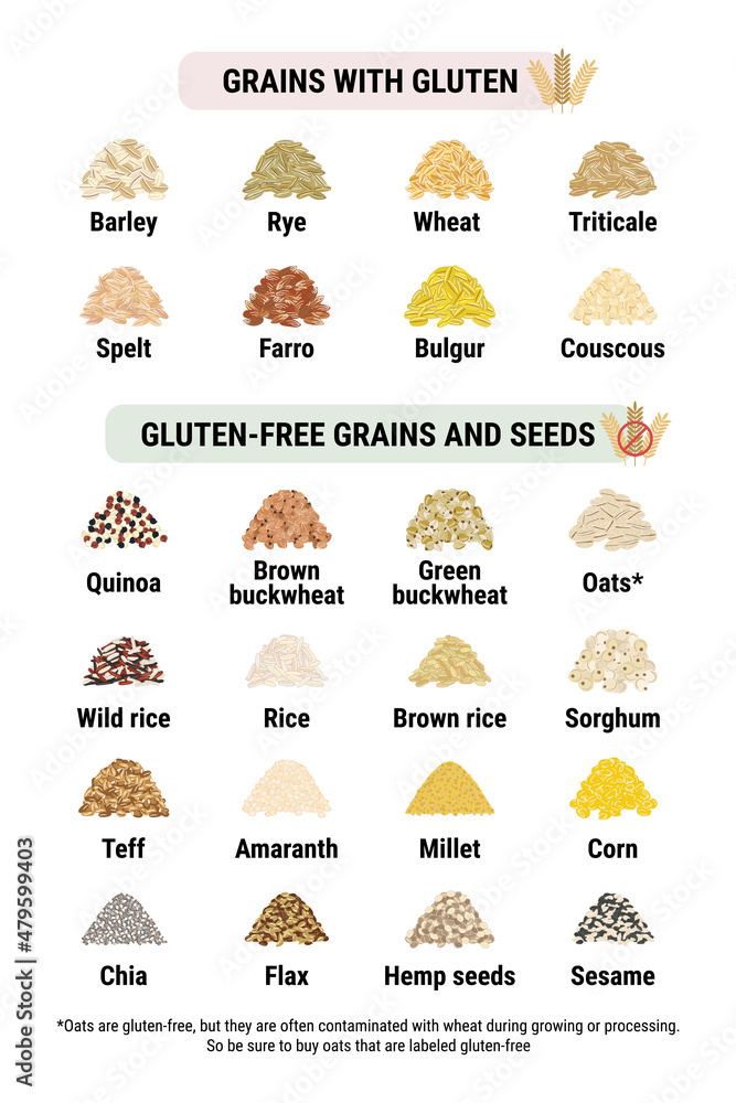Gluten-free and containing gluten grains infographic. Healthy and unhealthy grains and seeds by celiac disease. Vertical format. Wheat, barley, rye, triticale. Hand drawn vector illustration - obrazy, fototapety, plakaty 