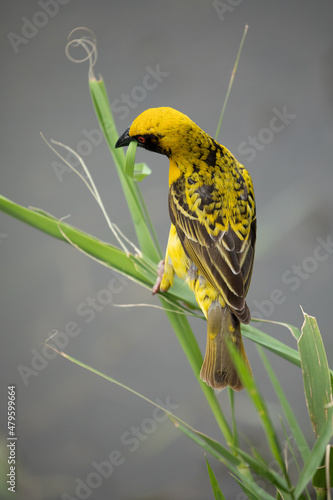 village spottedbacked weaver sitting on reeds collecting materials to build a nest photo