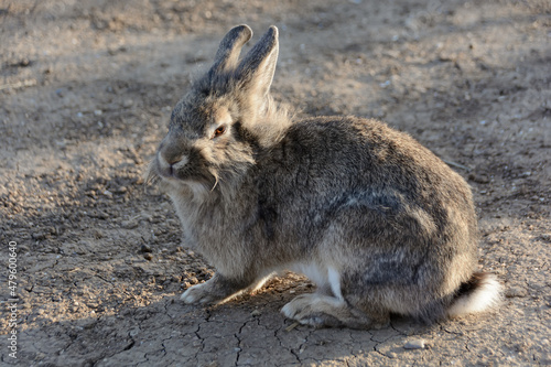 Gray bunny rabbit in field illuminated by the sun