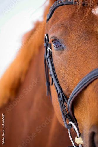 Horse with bridle close-up eye, with red-brown fur. Photo in color upright, cropped with eye in focus..