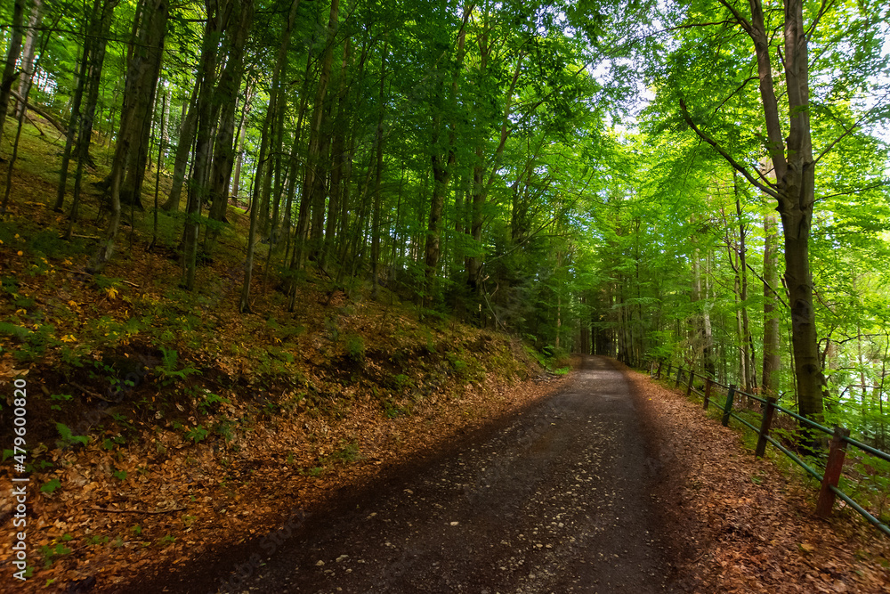 rural asphalt road through forest. green nature landscape in summer. beautiful scene of Vihorlat natural park in slovakia rural asphalt road through forest. green nature landscape in summer. beautiful scene of Vihorlat natural park in slovakia