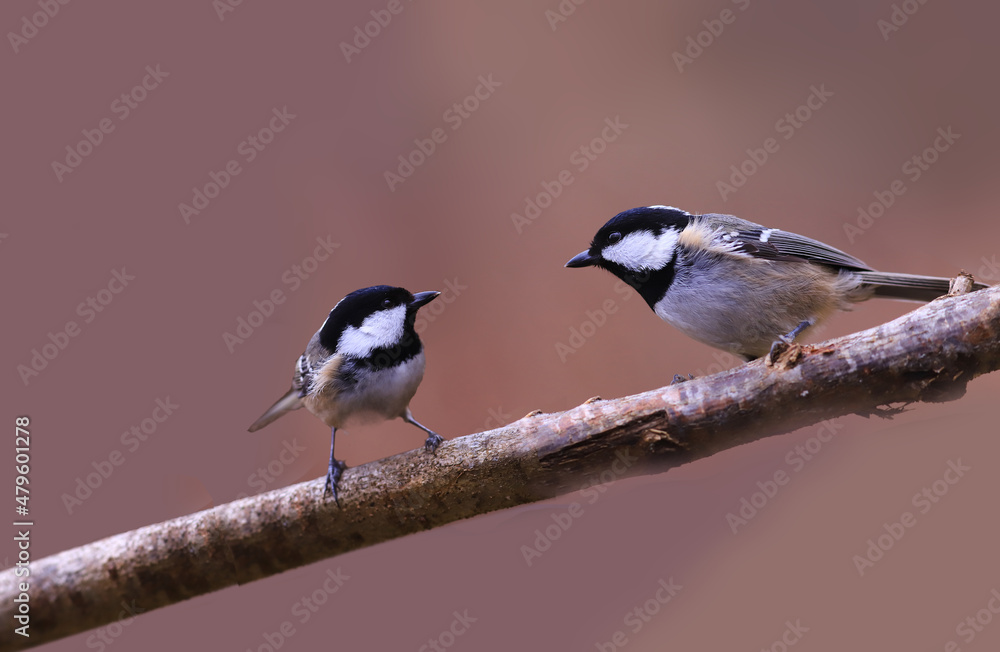Fototapeta premium Two Coal tit sit on the same branch on a blurry brown and look at each other . Intraspecific competition....